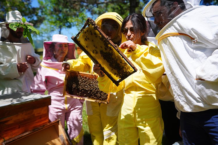 Toz taşınımı bal arılarını etkiliyor Bursa Hayat Gazetesi -2