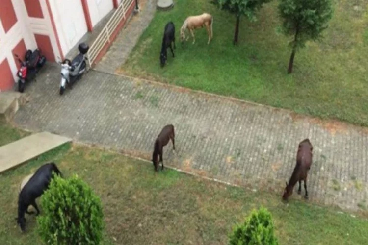 Edirne'de başıboş atlar sosyal medyada espri konusu oldu