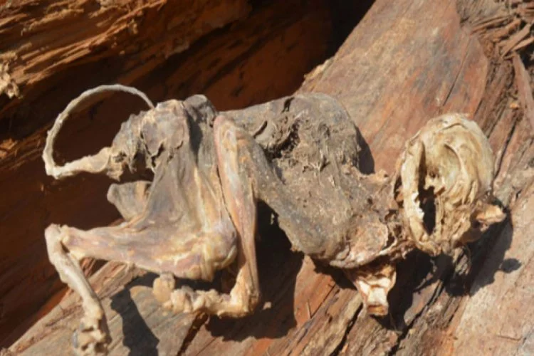 500 yıllık ağacın içinden çıkan hayvan iskeleti şaşırttı