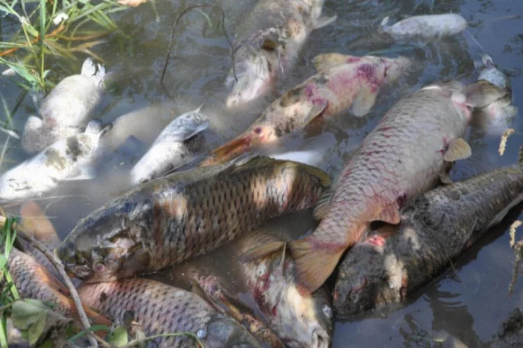 &nbsp;Karacabey'de balık katliamı sürüyor&nbsp;