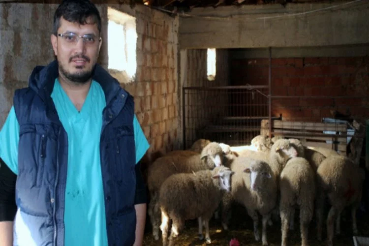 Bursa'da koyunlara ultrasonlu gebelik kontrolü