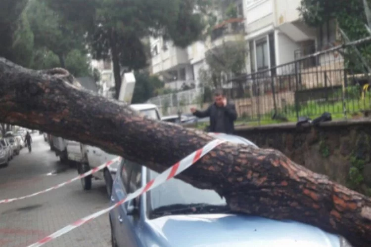 Devrilen ağaç 2 araçta hasara yol açtı
