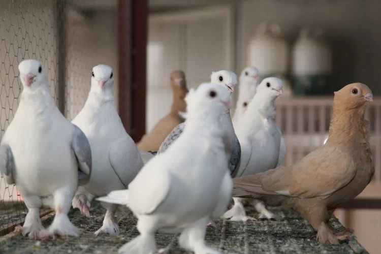 Bursa'da kundaklama! 150 güvercin canlı canlı yandı