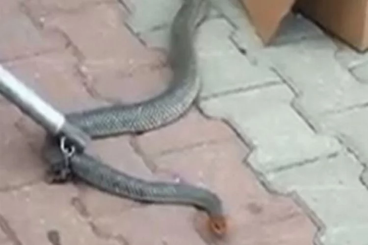 Bursa'da iki metrelik yılan korkuttu!