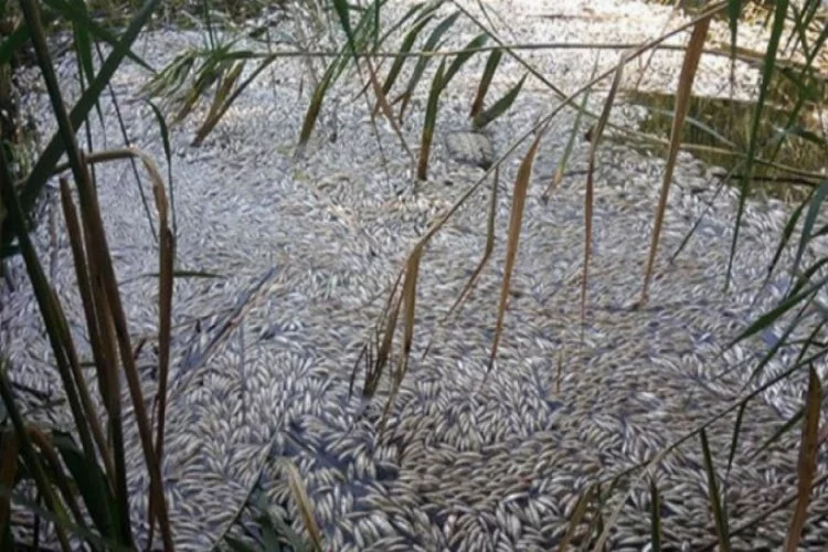 Manisa'da binlerce balık telef oldu!