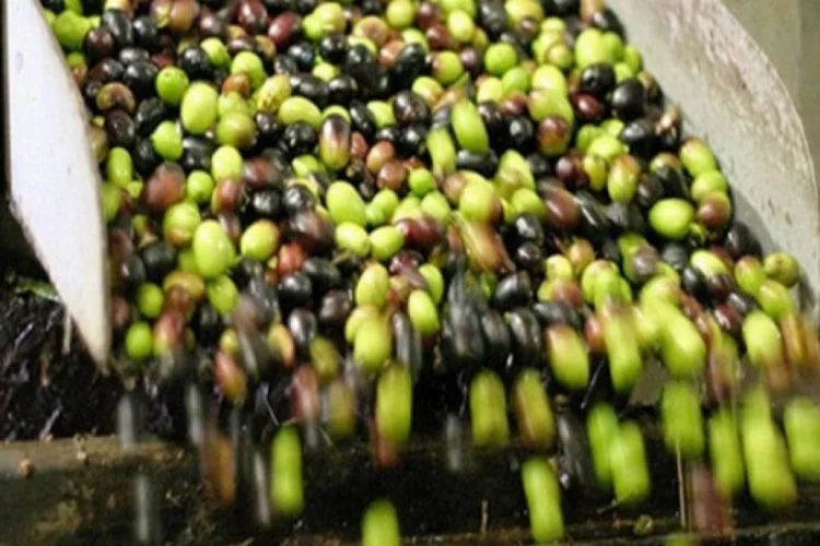 Marmarabirlik zeytin alım fiyatları açıklandı