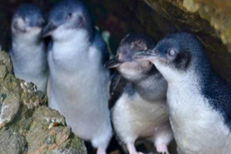 58 penguen ölüsü bulundu