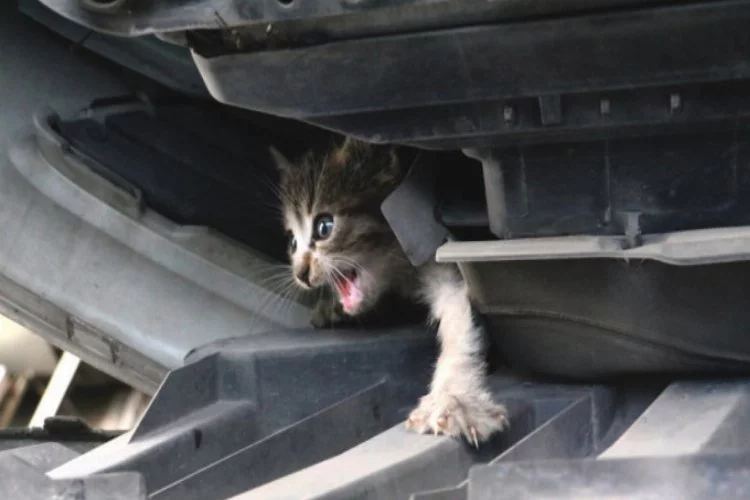 Kedi aracın motorunda bulundu