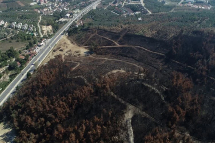 Bursa'da yanan alanlar köylüye gelir kapısı olacak
