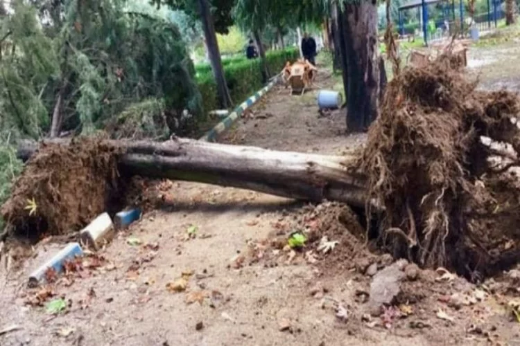 Şiddetli fırtına ağaçları devirdi