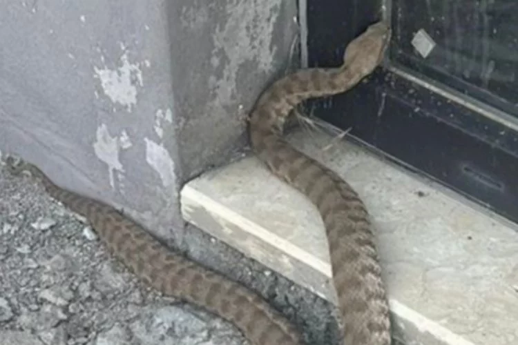 2 metrelik engerek yılanı korkuttu!