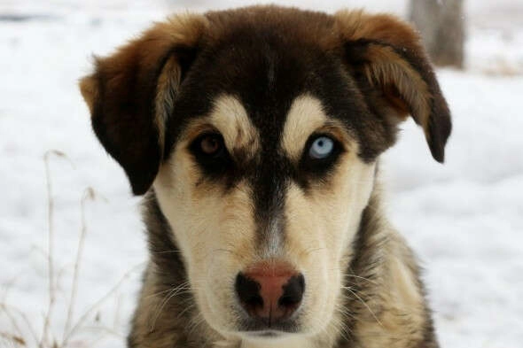 Bu da Van köpeği! Milyonda bir görülüyor