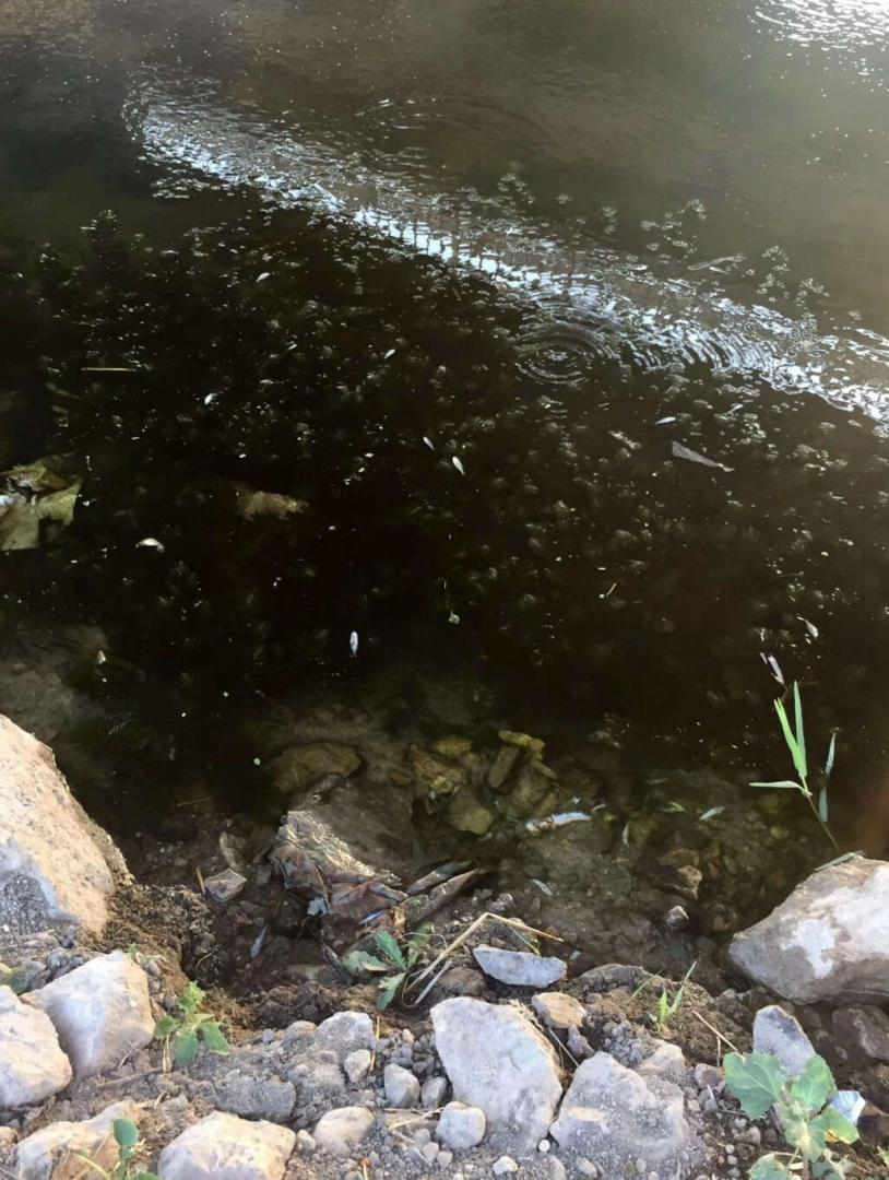 Canbalı Deresi'nde balık ölümleri tedirgin etti