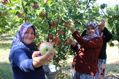 Elma hasadına başlanan Amasya’da bahçeler rengarenk