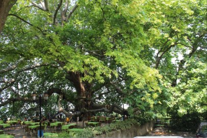 Bakanlıktan açıklama! 10 bin anıt ağaç koruma altında