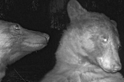 Meraklı ayı kamerayı buldu, 400’den fazla selfie çekti