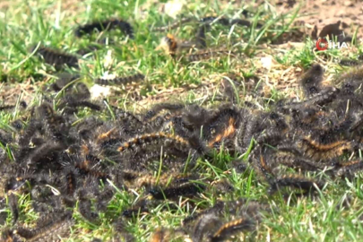 Tarım alanları tehdit altında! İstila ettiler