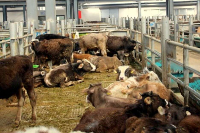 Hayvanlarda görülen şap hastalığı insan sağlığı için risk oluşturuyor mu?