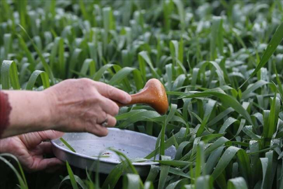 Hıdırellez'de çiy damlası ile yoğurt mayalama geleneği yaşatılıyor