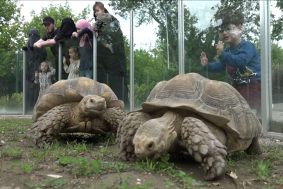Hayvanat bahçesinde 'Dünya Kaplumbağalar Günü' kutlandı