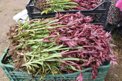 Topraktan 'altın' çıkıyor!