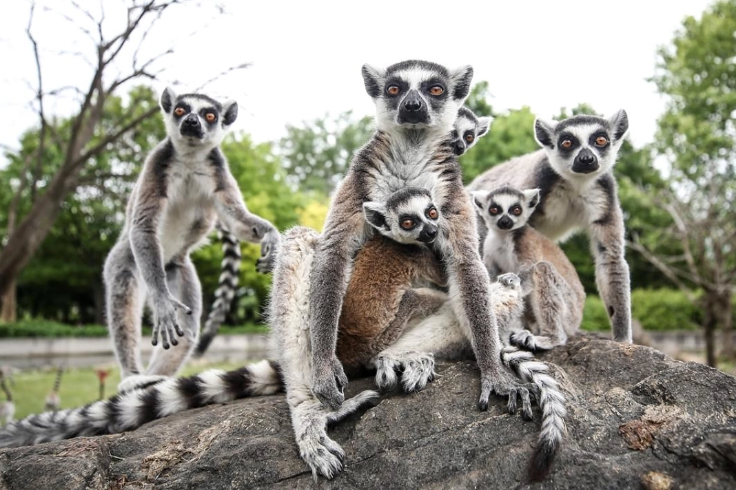 Bursa Hayvanat Bahçesi 48 lemurun yaşam alanı oldu