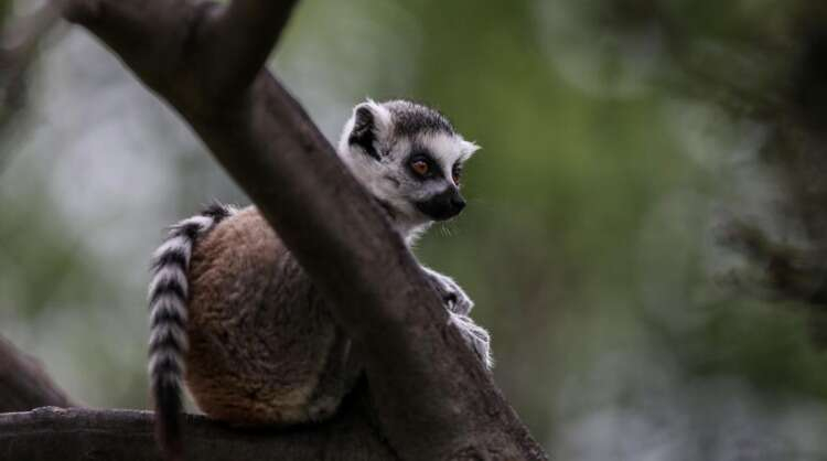 Halka kuyruklu lemur
