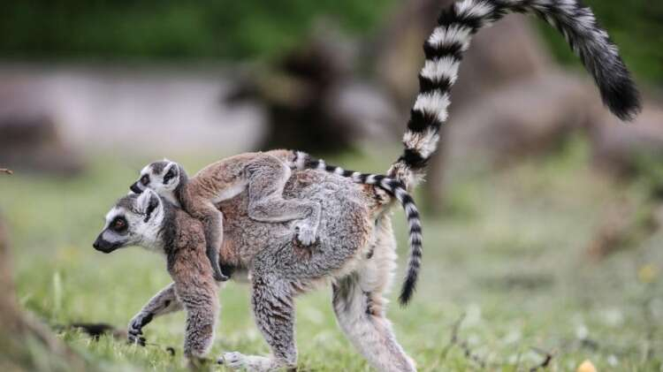 Doğduktan sonra 1-1,5 ay annelerinin karnının altında yaşıyorlar