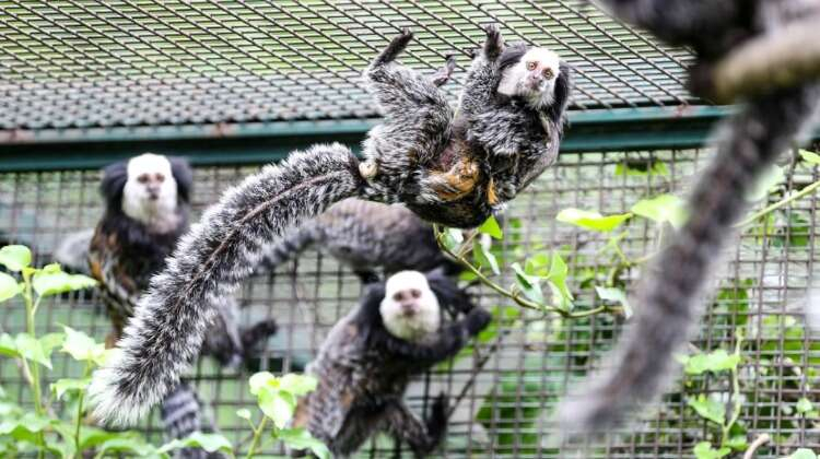 Beyaz yüzlü marmoset maymunu