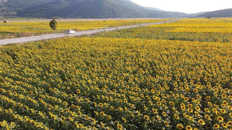 Özellikle Gölpazarı ve Osmaneli ilçeleri olmak üzere il genelinde yaklaşık 75 bin dekar ayçiçeği ekili alan bulunuyor.