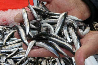 Balık avı sezonu ne zaman açılacak?