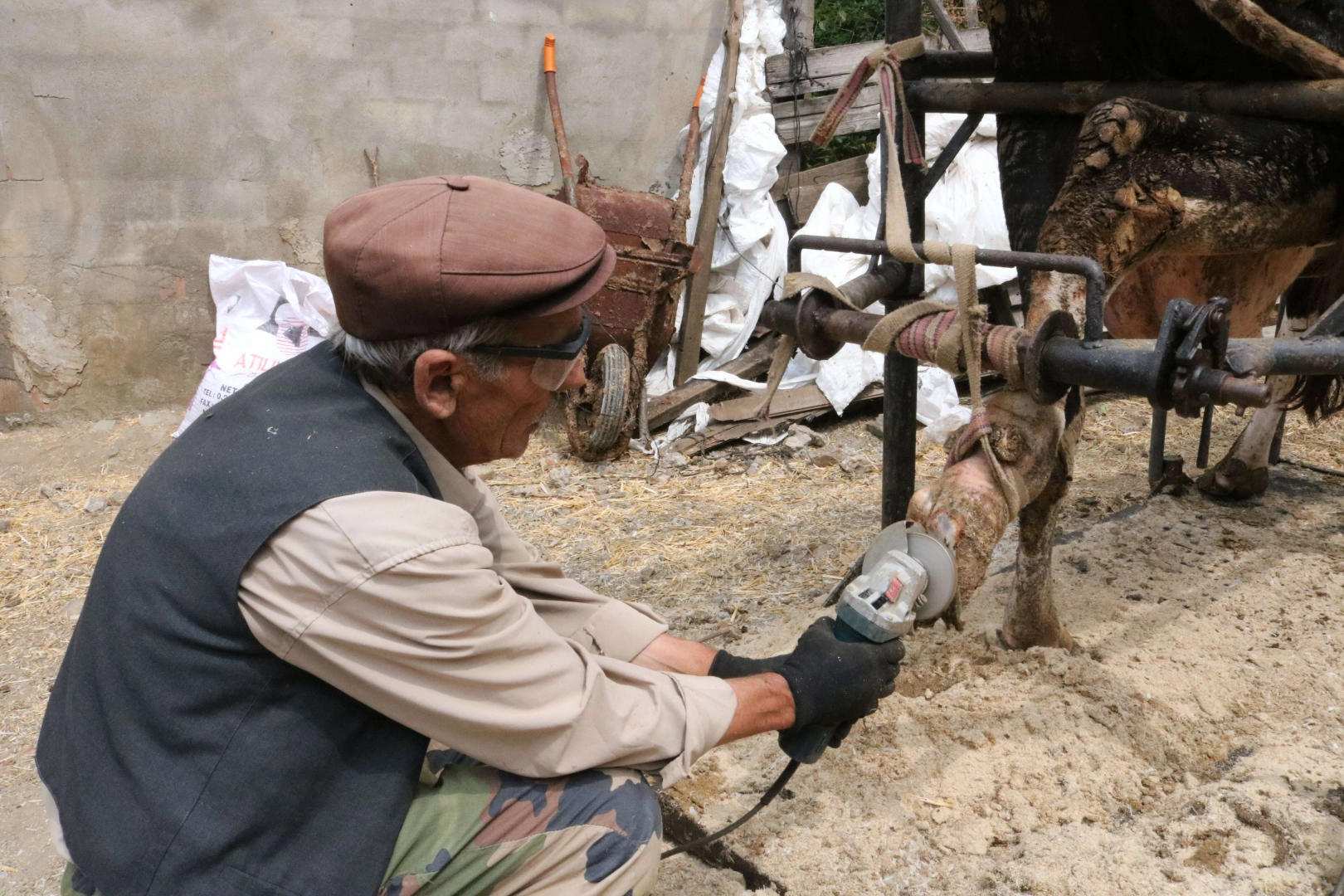 Bursa'da şaşırtan meslek...  İneklere manikür - pedikür yapıyor!