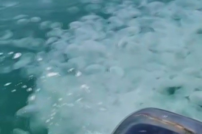 Bursa'da denizanası istilası