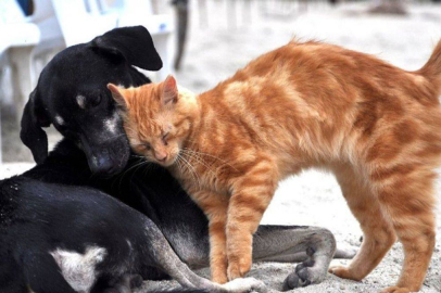 Hayvanları Koruma Günü ne zaman? Hayvan hakları nelerdir?