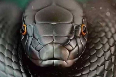 Rüyada yılan görmek ne demek? Rüyada büyük, kara beyaz yılan görmek kötü mü? Evde yılan görmek ne demek?