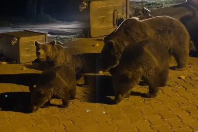 Uludağ'da görüntülendiler!