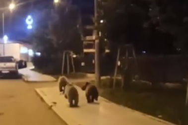 İlçe merkezinde 'ayı' sürprizi