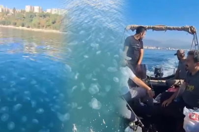 Bursa'da istila: Binlerce denizanası görüldü!