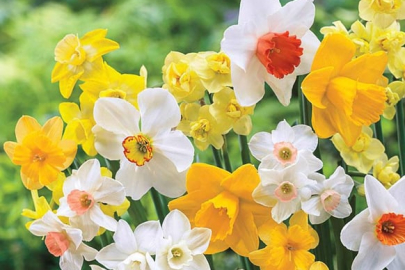 İhtişamın ve zarafetin sembolü ‘fulya’