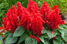 Tutkunun ve arzunun ifadesi ‘ateş çiçeği’