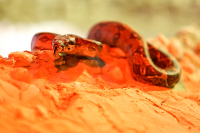 Bursa Hayvanat Bahçesi'nde hayvan sayısı artıyor!