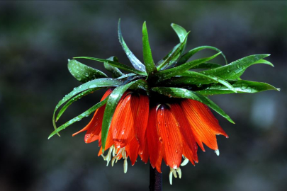 Duygusal bir aşkın sembolü: Ağlayan Gelin çiçeği