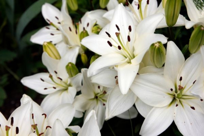 Lilyum çiçeğinin anlamı: Saf ve masumiyetin temsilcisi