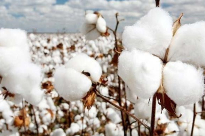 Pamuk: Dokusundan giyim endüstrisine uzanan doğal bir hazine
