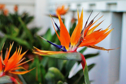 Renkli bir hayatın habercisi: Cennet kuşu çiçeği