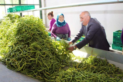 Yenişehir’in tescilli tarım ürünü: Yenişehir yeşil sivri biberi