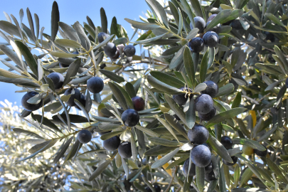 'Bu yıl zeytinde verim düşük, kalite yüksek'