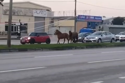 Bursa'da başı boş atlar tehlike saçıyor
