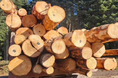 Orman emvaline barkotlama sistemi! Uygulanmaya başlandı