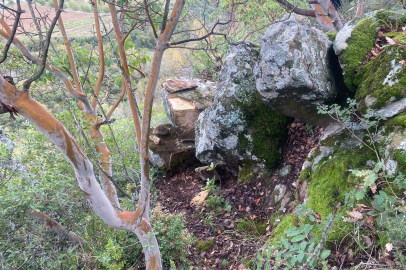 Bursa'da ormanlık alanda kaçak kazı! Ekipler suçüstü yakaladı